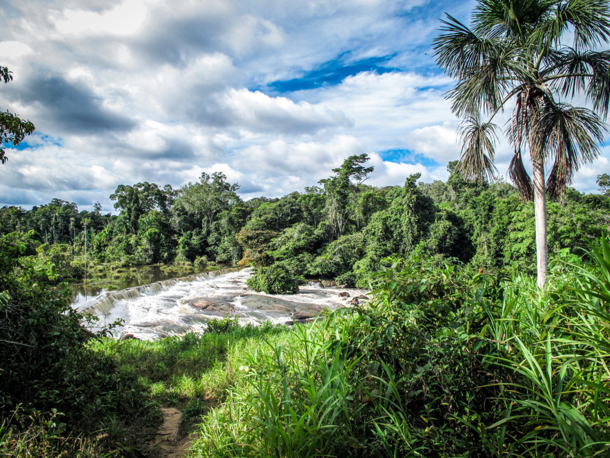 Amazonas Regenwald im Gebiet der Klimabündnis-Partnerschaft am Rio Negro