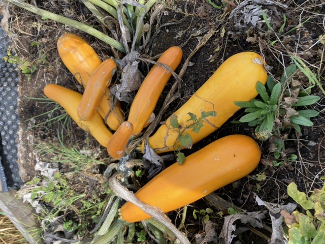 Gelbe Zucchini der Schule Telfes