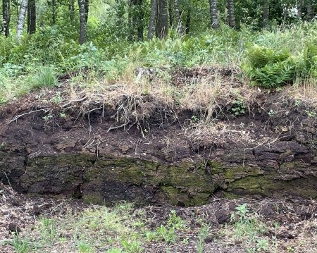 Moor Bodenaufbau