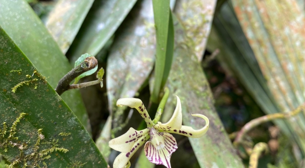 Orchidee
