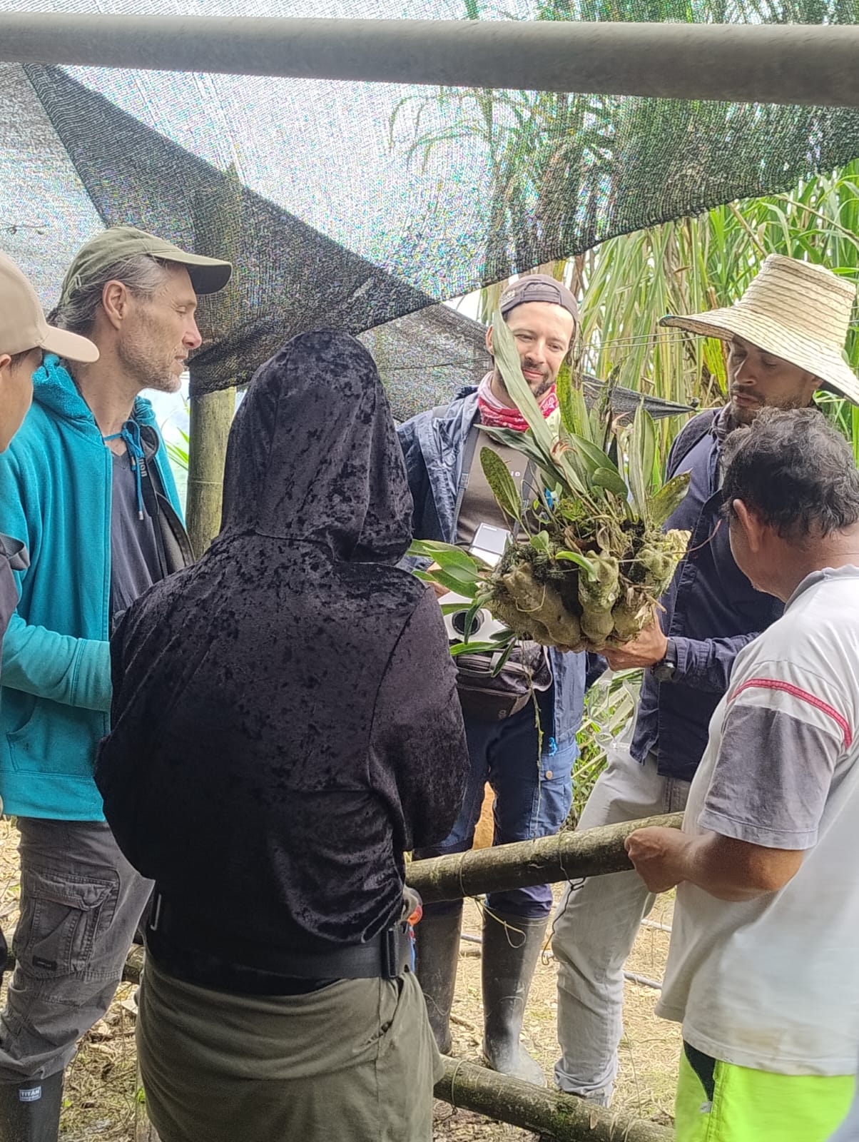 Epiphyten-Workshop mit Biologiestudenten der Universität Valle (Cali)