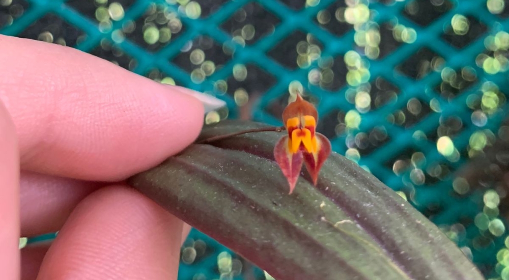 Mini-Orchidee